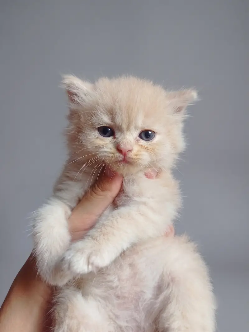 Adorable Persian Kittens for Sale | 45 Days Old | Litter Trained — photo 6