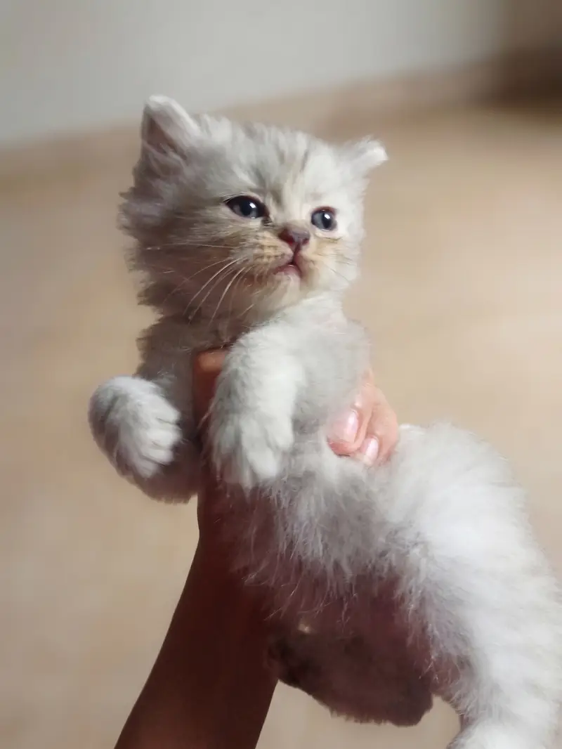 Adorable Persian Kittens for Sale | 45 Days Old | Litter Trained — photo 7