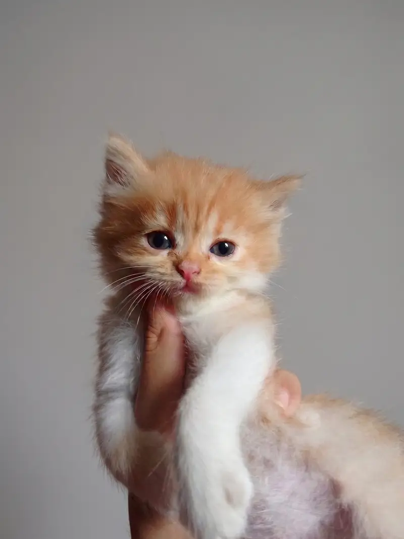 Adorable Persian Kittens for Sale | 45 Days Old | Litter Trained — photo 8