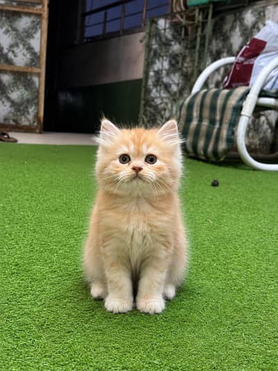 Persian male female kittens