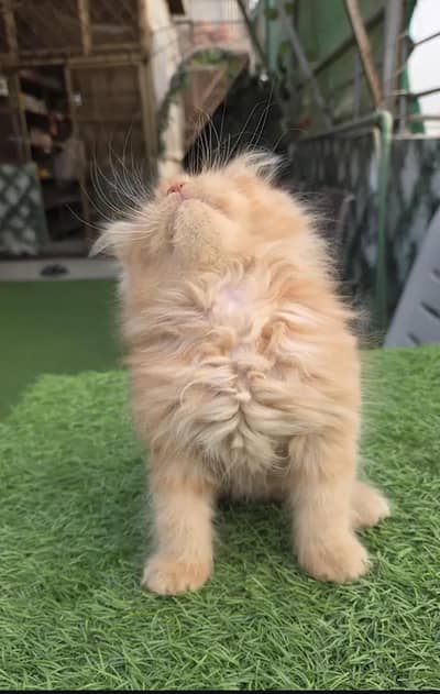 Triple coat Pure Persian kitten