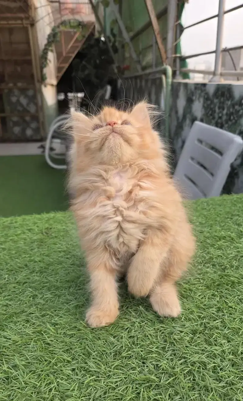 Triple coat Pure Persian kitten — photo 2