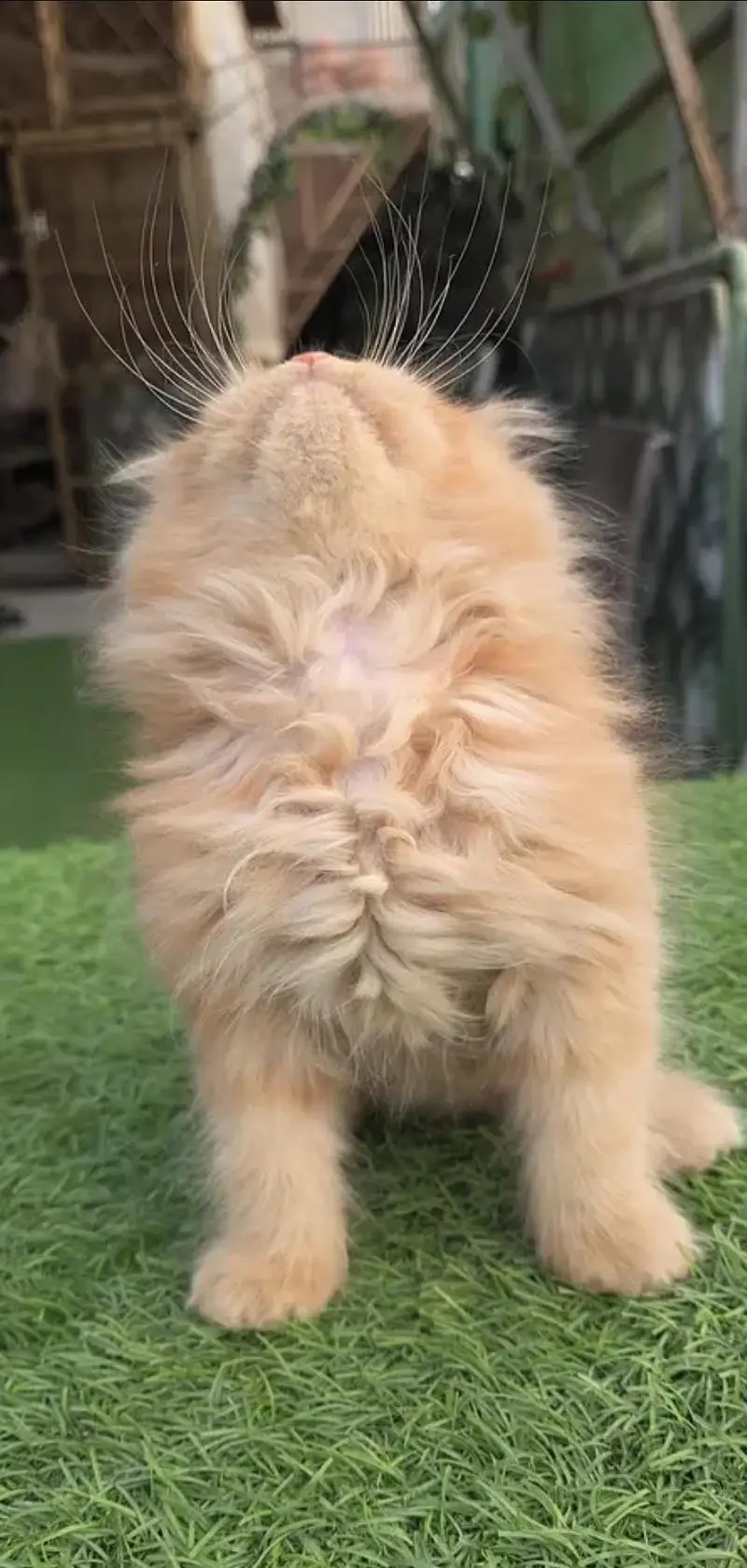 Triple coat Pure Persian kitten — photo 3