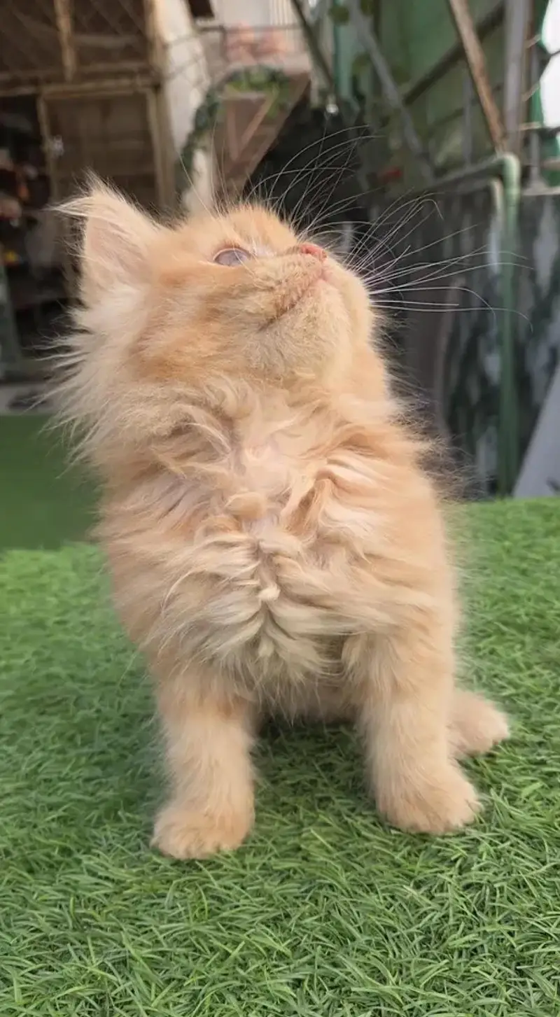 Triple coat Pure Persian kitten — photo 4