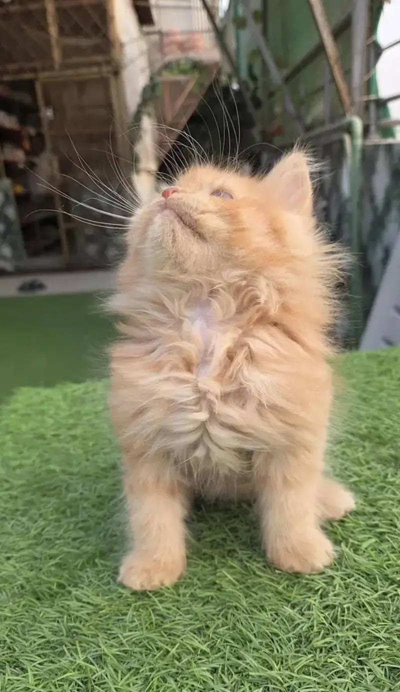 Triple coat Pure Persian kitten — photo 5