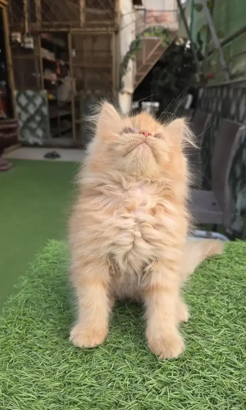 Triple coat Pure Persian kitten — photo 6