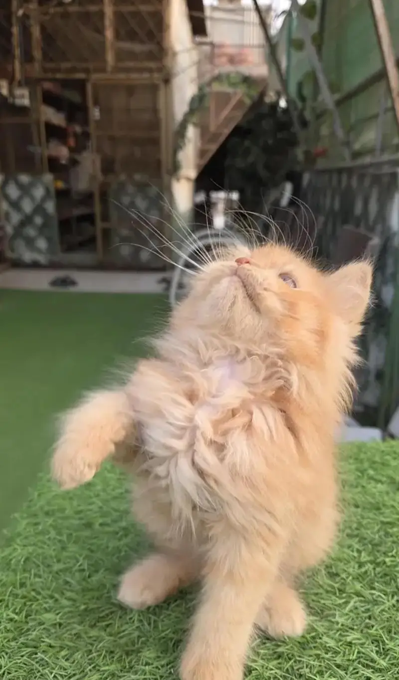 Triple coat Pure Persian kitten — photo 7