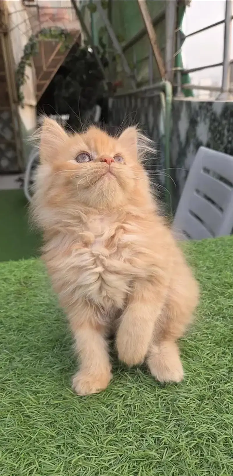 Triple coat Pure Persian kitten — photo 8
