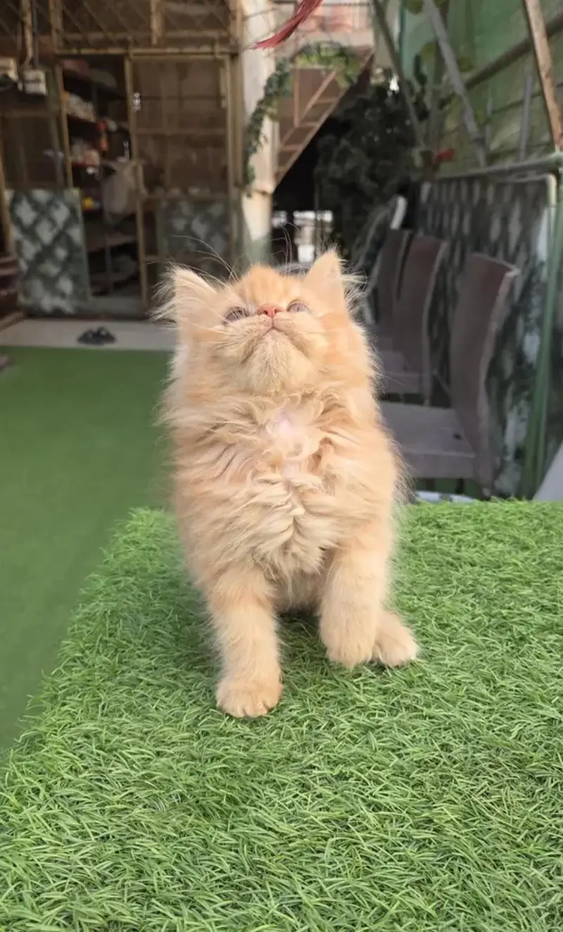 Triple coat Pure Persian kitten — photo 9