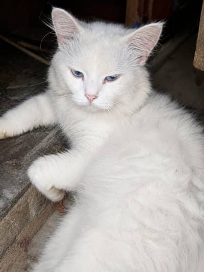 persian male cat