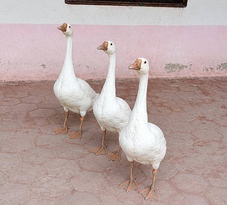 صحت مند اور خوبصورت سفید بطخ 0