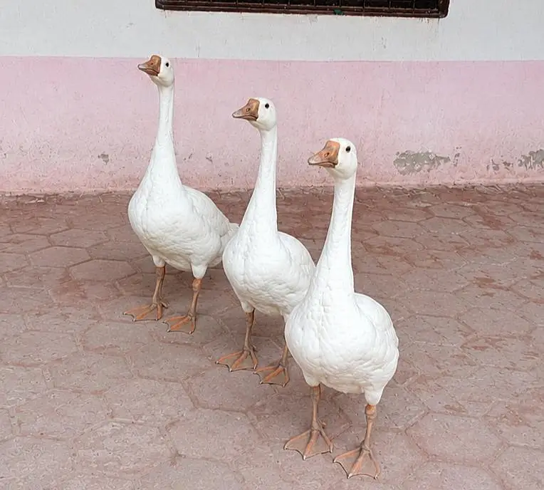 صحت مند اور خوبصورت سفید بطخ