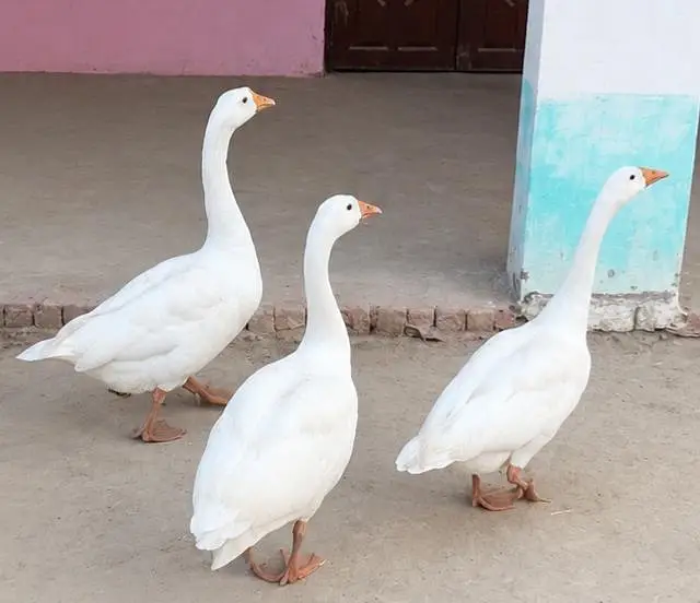 صحت مند اور خوبصورت سفید بطخ — photo 2