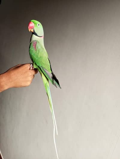 raw parrot male