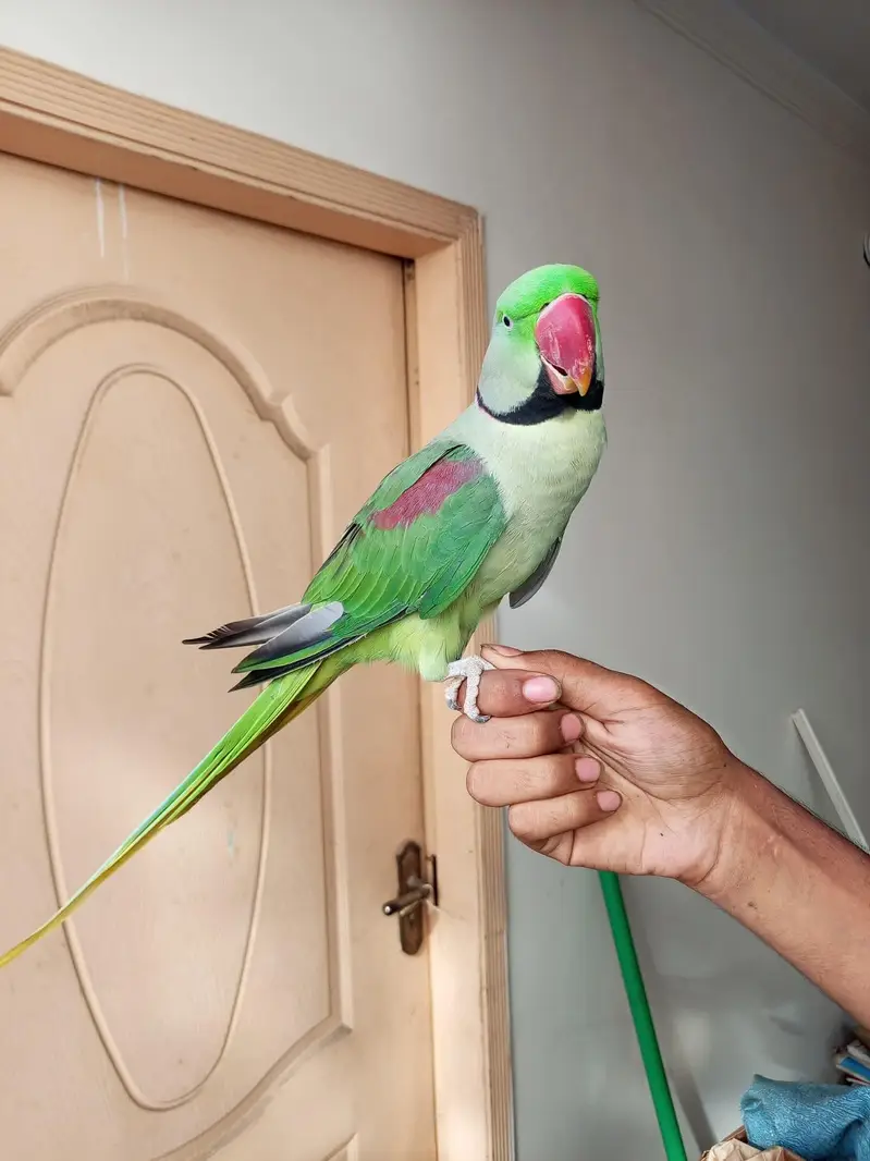 raw parrot male — photo 2