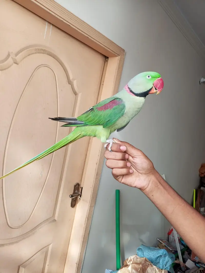 raw parrot male — photo 3