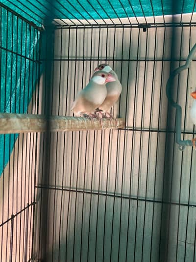 fawn java breeder pair for sale