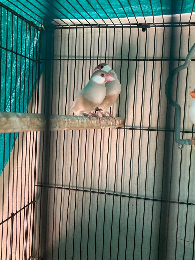 fawn java breeder pair for sale 0
