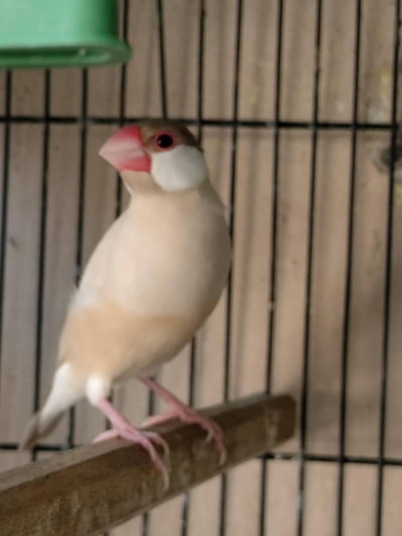 fawn java breeder pair for sale 2