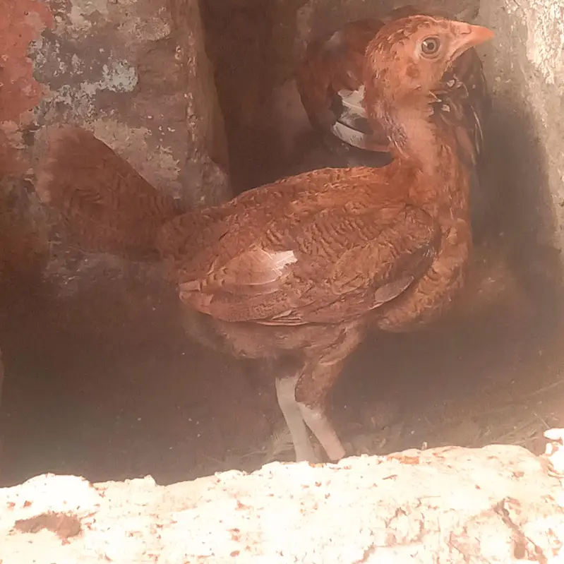 aseel chick hai mere pass — photo 3