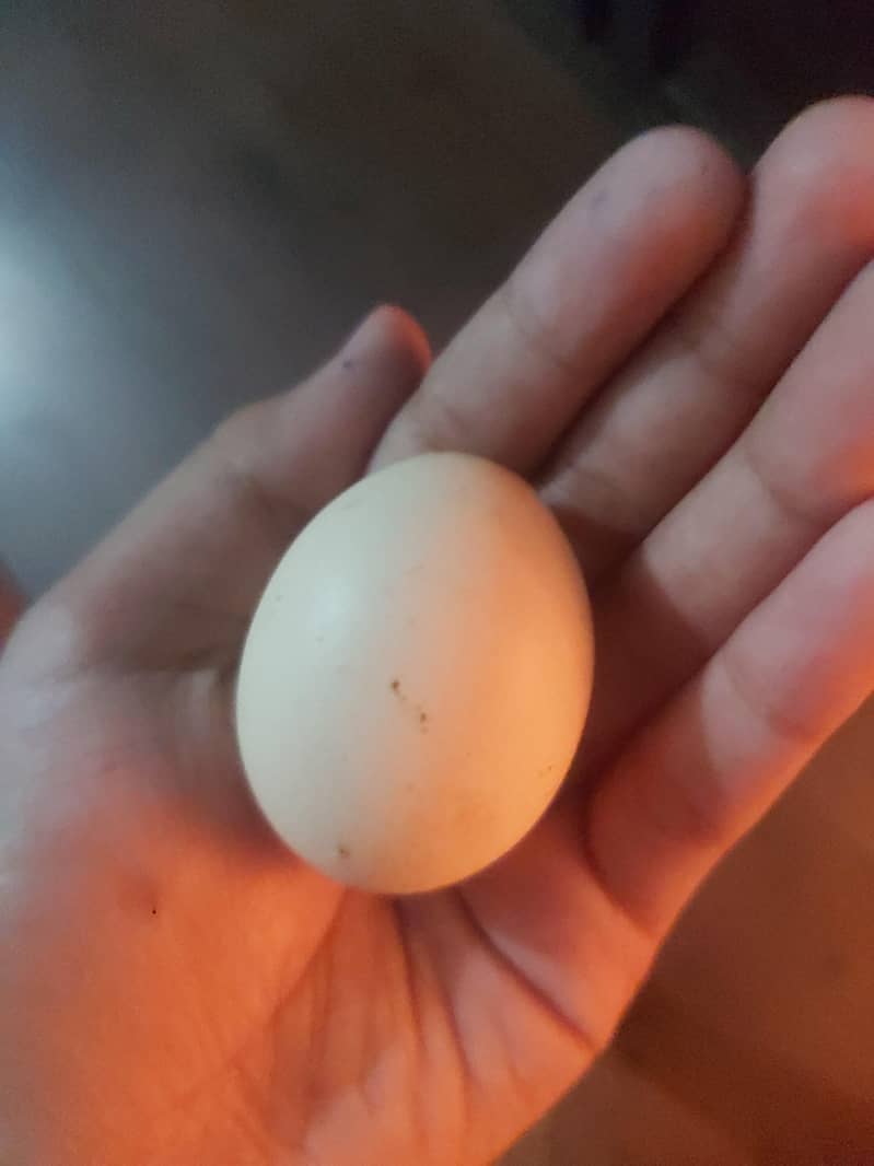 Breeder pair white bantam egg laying 5