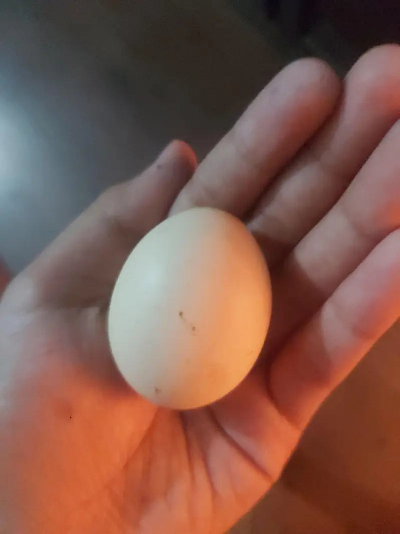 Breeder pair white bantam egg laying — photo 6