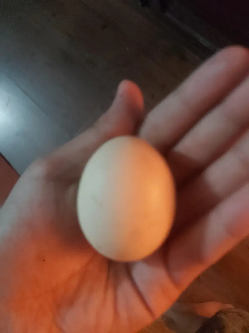 Breeder pair white bantam egg laying — photo 7
