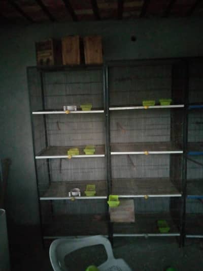 birds cages