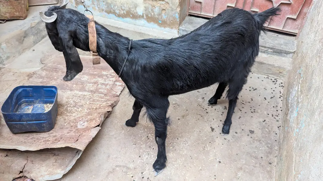 Two black beauty for sale dono cross hoe ve hein