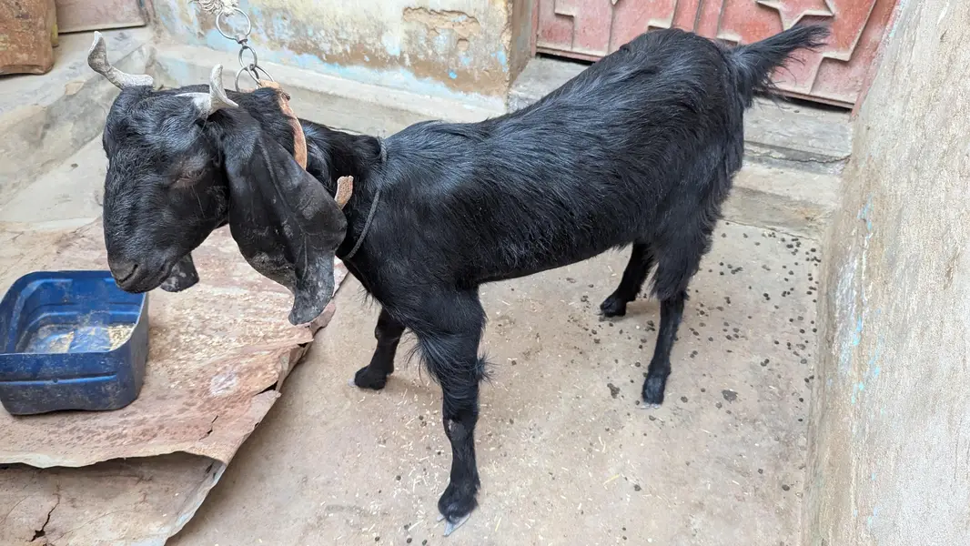 Two black beauty for sale dono cross hoe ve hein — photo 2