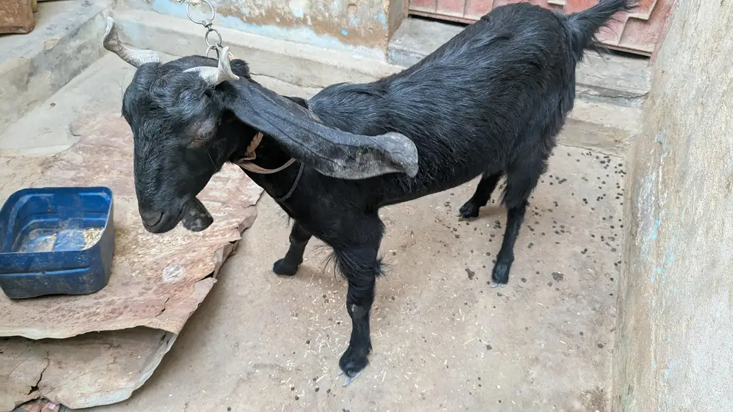 Two black beauty for sale dono cross hoe ve hein — photo 3