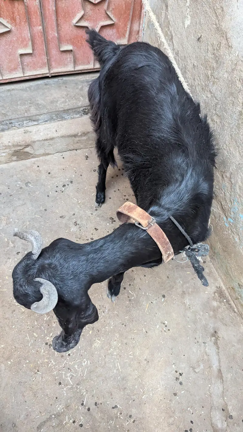 Two black beauty for sale dono cross hoe ve hein — photo 4