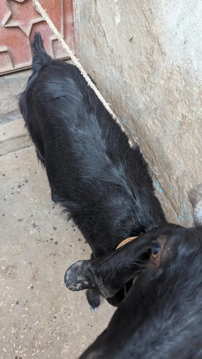 Two black beauty for sale dono cross hoe ve hein — photo 5
