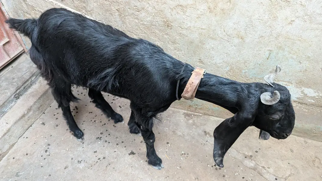 Two black beauty for sale dono cross hoe ve hein — photo 6