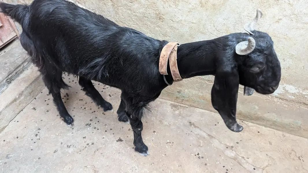 Two black beauty for sale dono cross hoe ve hein — photo 7