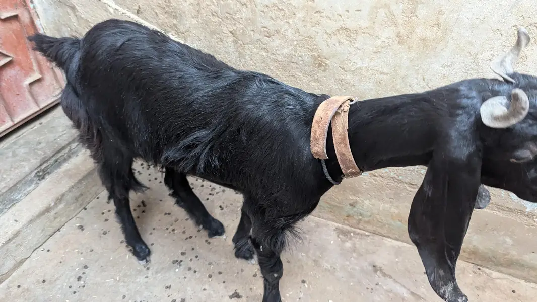 Two black beauty for sale dono cross hoe ve hein — photo 8