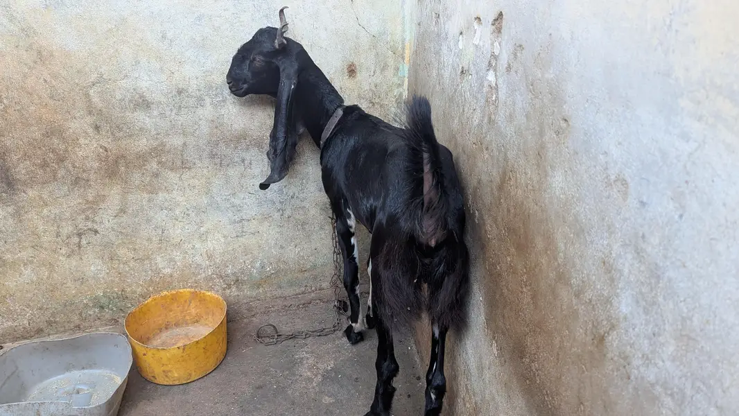 Two black beauty for sale dono cross hoe ve hein — photo 9