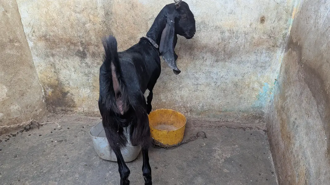 Two black beauty for sale dono cross hoe ve hein — photo 10