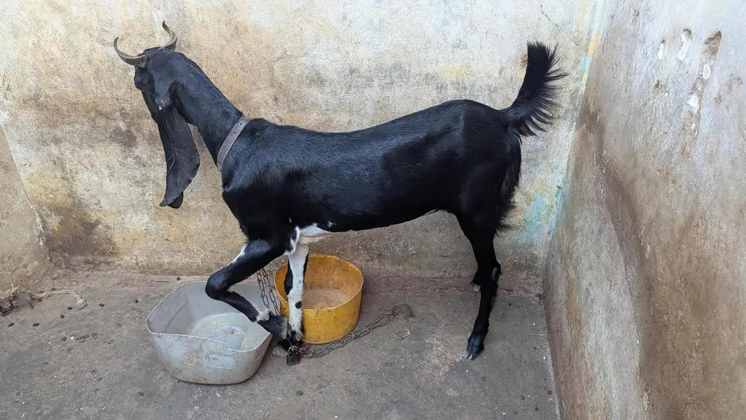 Two black beauty for sale dono cross hoe ve hein — photo 11