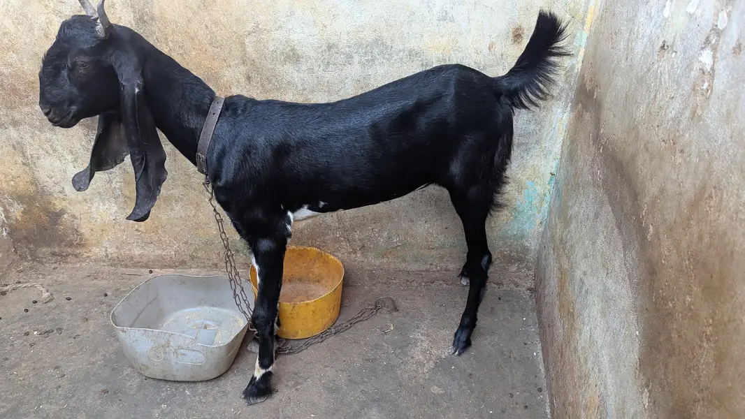 Two black beauty for sale dono cross hoe ve hein — photo 12