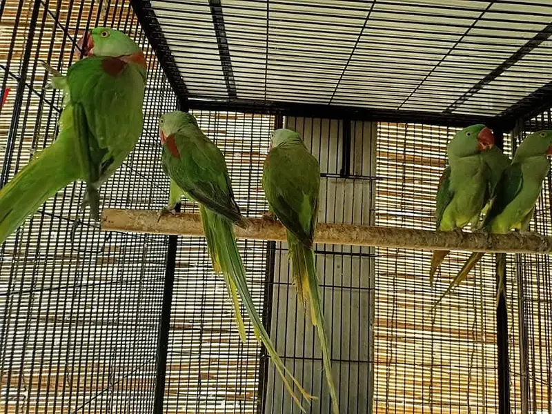 raw parrot male — photo 2
