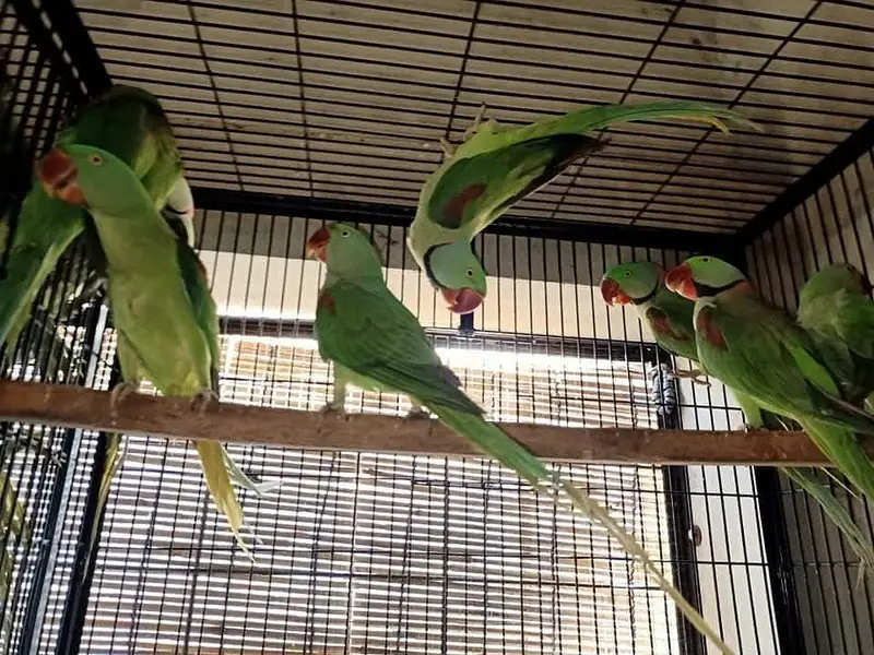 raw parrot male — photo 3