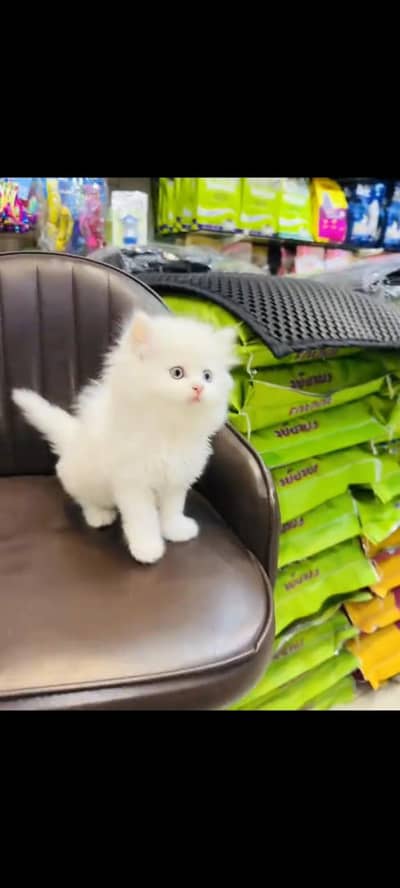 persian cat for sale
