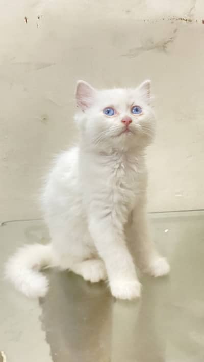 Pure perssion cat