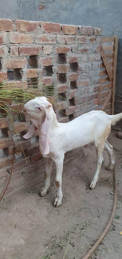 rajanpri bakra