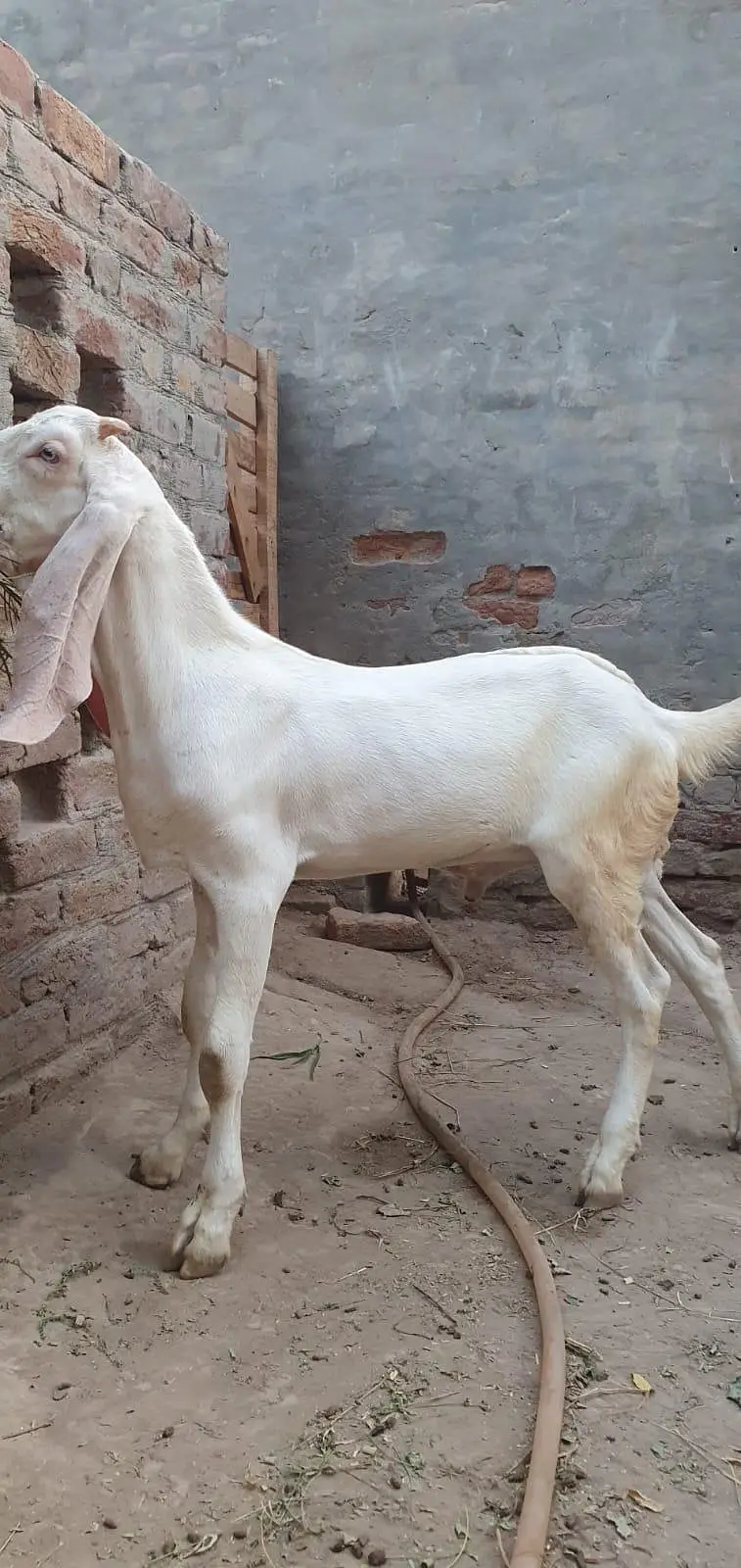rajanpri bakra — photo 2