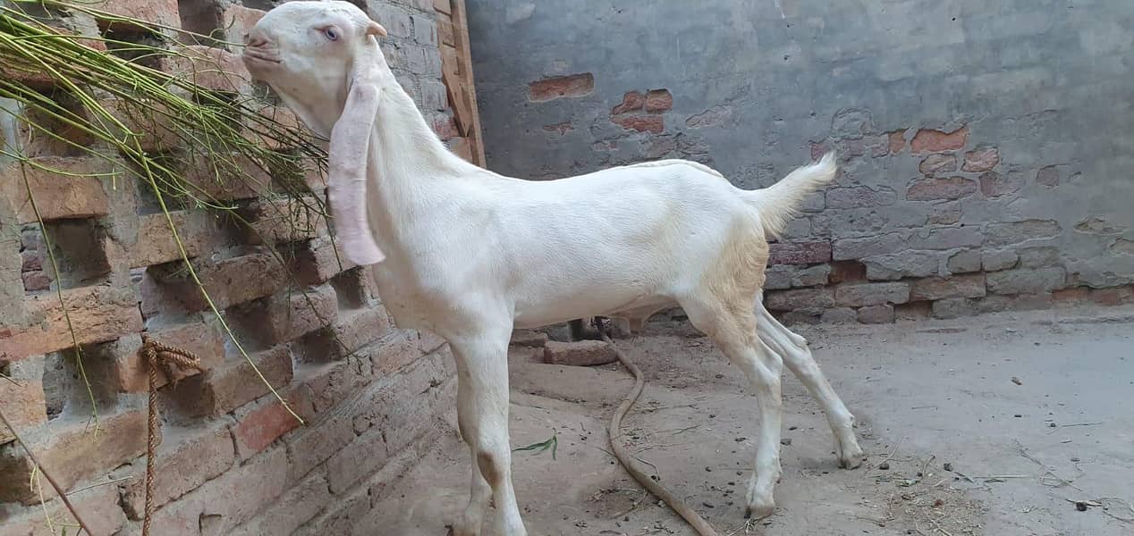 rajanpri bakra 2