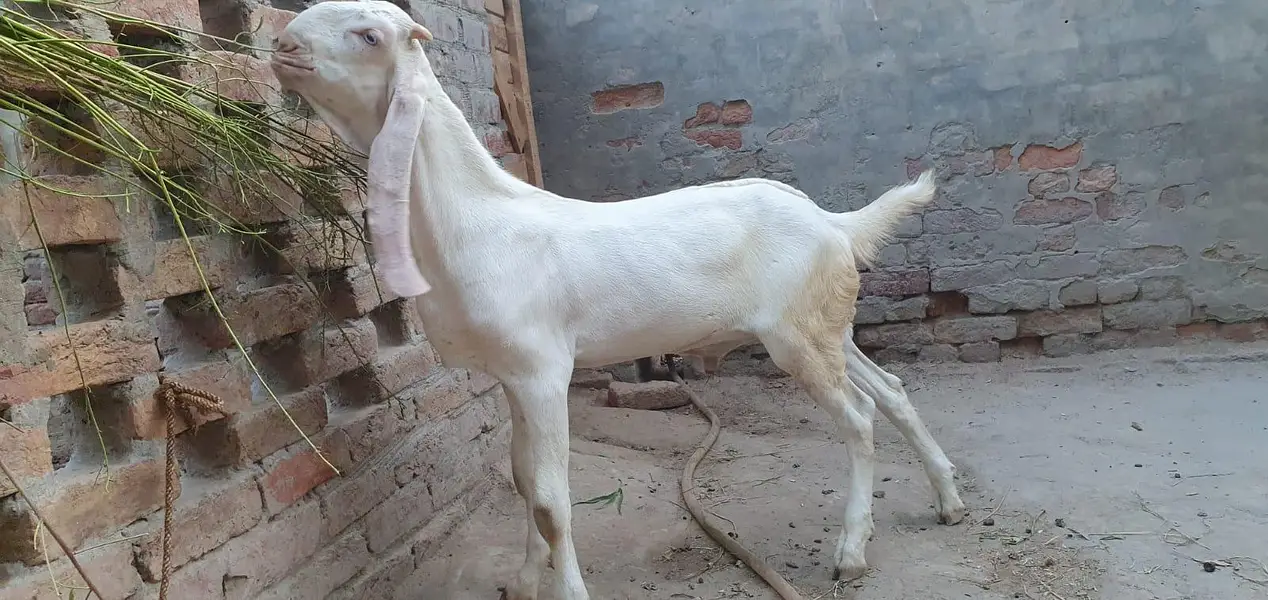 rajanpri bakra — photo 3