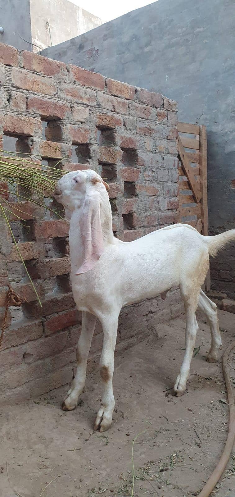 rajanpri bakra 3