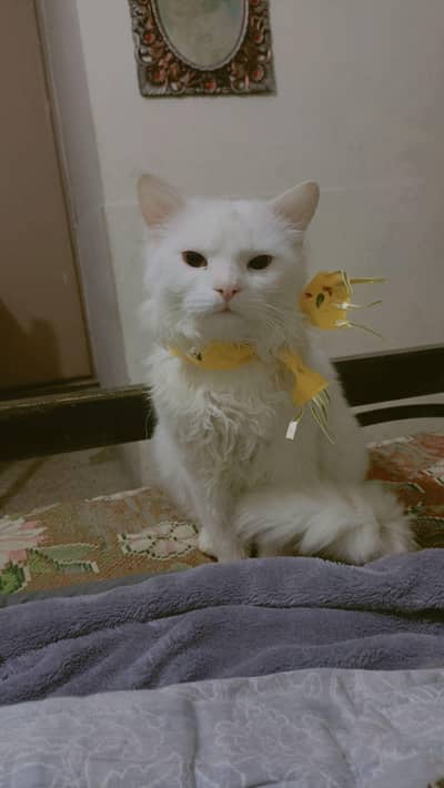 male cat